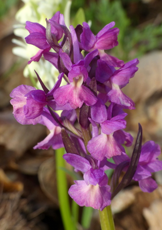 Dactylorhiza romana e prime fioriture tra Lazio e Campania - marzo 2023.